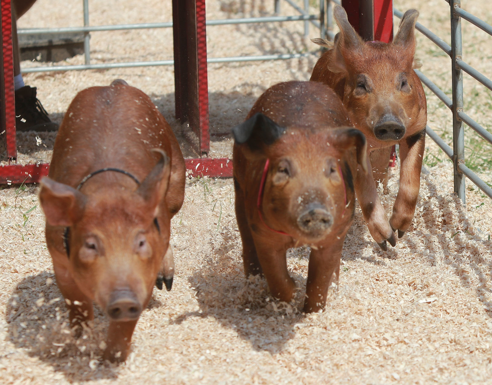 LaPorte County Fair